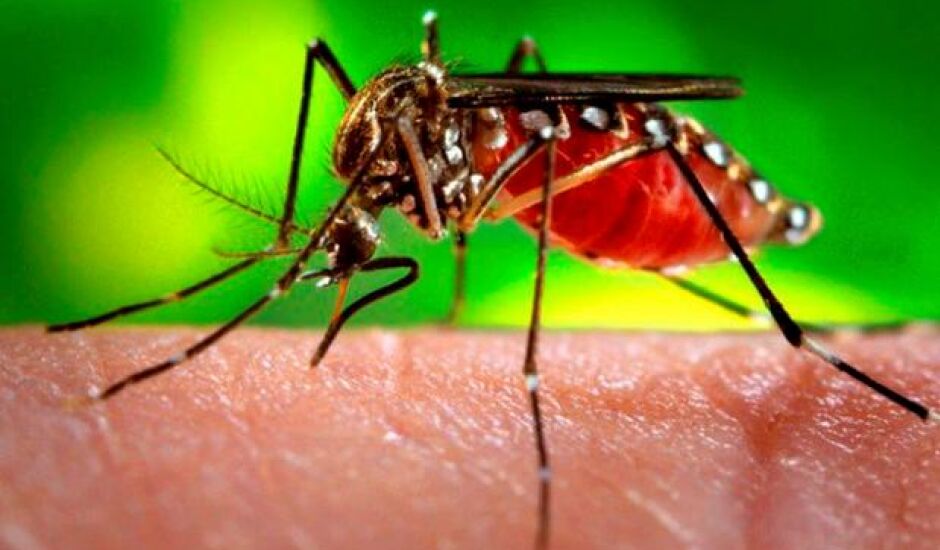 O município também já registrou uma morte por dengue hemorrágica