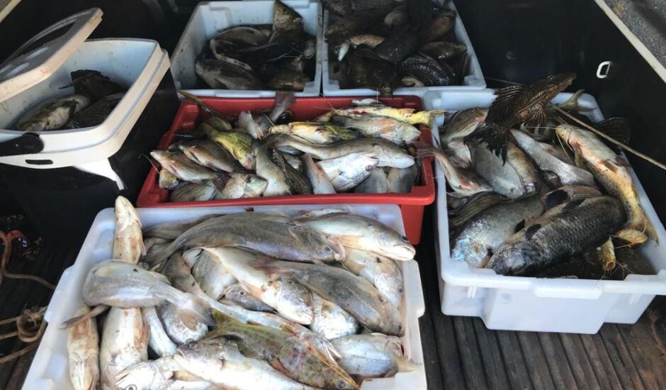 Ao todo, foram retirados aproximadamente 100 kg de peixes podres das redes