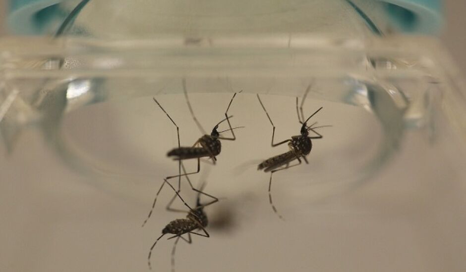 Mato Grosso do Sul é o segundo estados do país com casos notificados da dengue