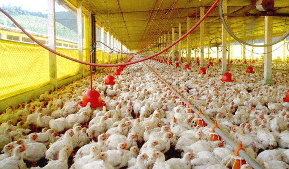 As carnes de aves representaram, no primeiro semestre de 2020, 4,27% do total das exportações sul-mato-grossense