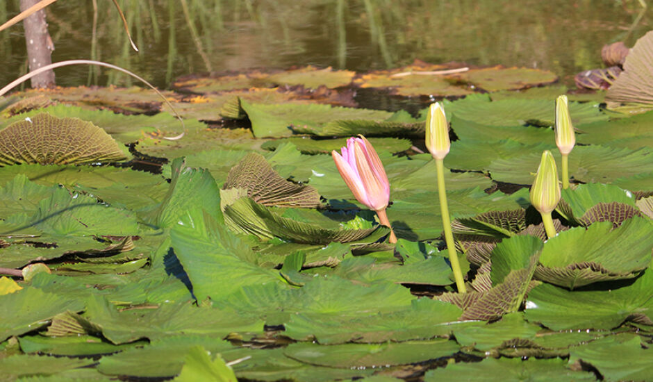Flor registrada na Lagoa Maior em Três Lagaos