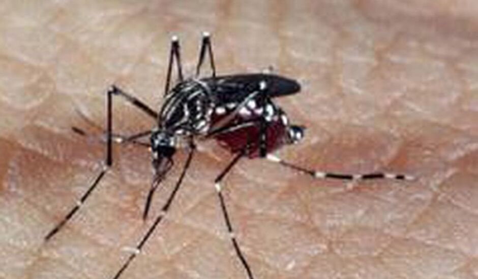 O total acumulado de casos notificados suspeitos de dengue em 2020 chega a 4.046