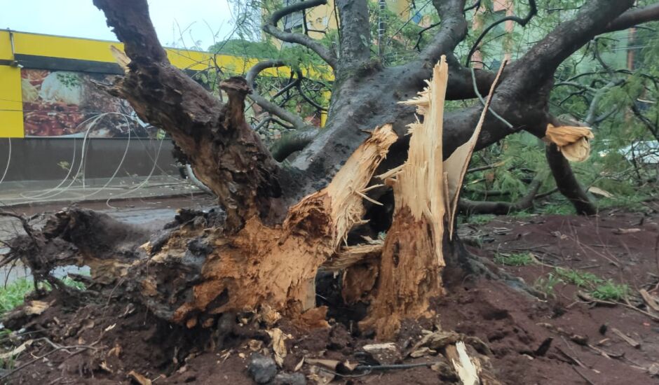 Árvores caíram em várias regiões do estado como em Dourados