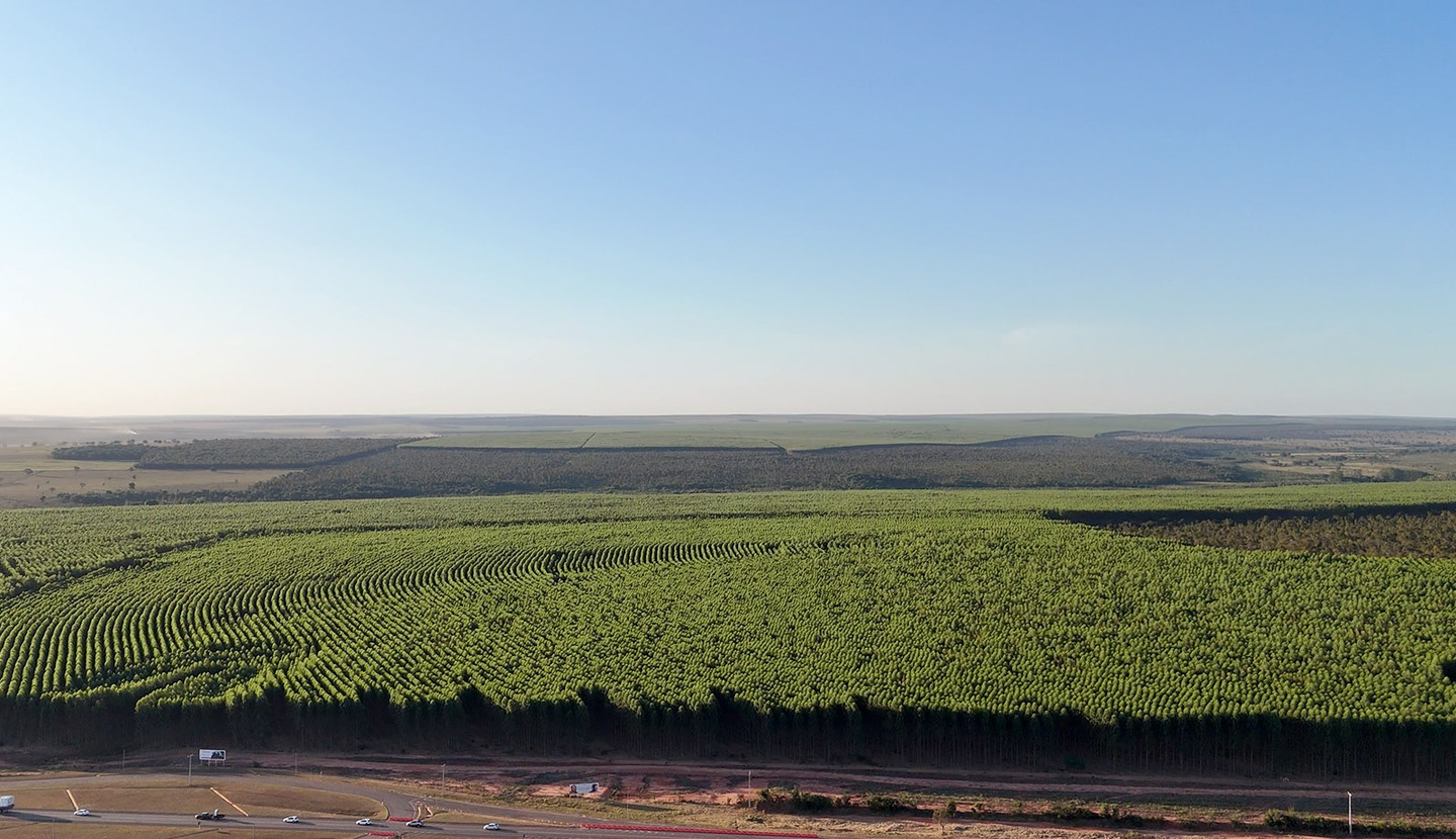 Plantio de floresta de eucalipto em Ribas do Rio Pardo